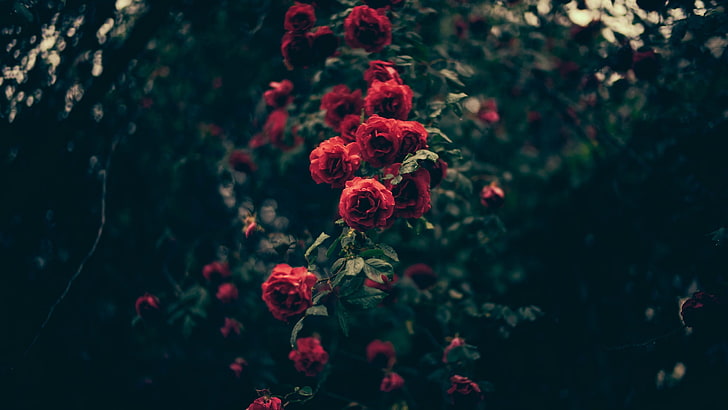 czerwone kwiaty, czerwona róża kompozycja kwiatowa na fotografii selektywnej ostrości, rośliny, liście, kwiaty, Tapety HD