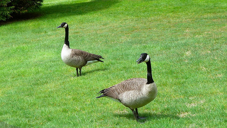 Todays Visitors, 2 canadian geese, spring, birds, freindly, pacific northwest, goose, canada, geese, animals, HD wallpaper