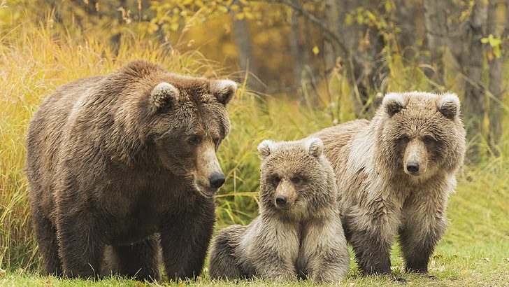bear, bear cub, bear family, bears, wild animals, wild animal, HD wallpaper