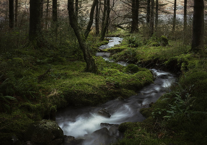 แม่น้ำและต้นไม้น้ำป่าธรรมชาติต้นไม้ลำห้วย, วอลล์เปเปอร์ HD