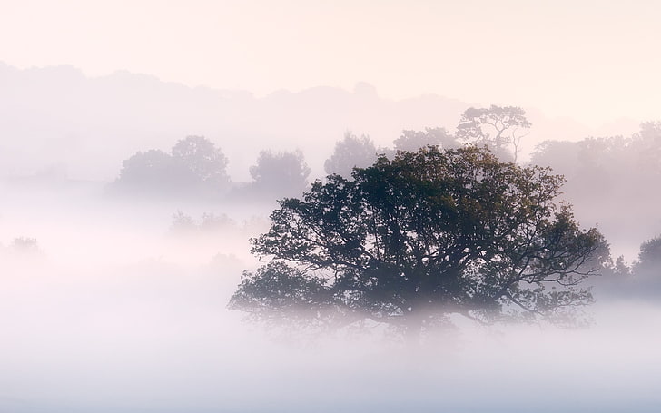 paysage, nature, brume, arbres, matin, Fond d'écran HD