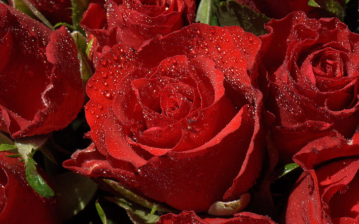 الورود الحمراء الزهور صور عالية الدقة للجدران سطح المكتب، خلفية HD