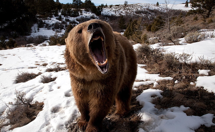 Orso bruno ruggente, orso grizzly marrone, animali, selvaggio, inverno, arrabbiato, orso, neve, animale selvatico, ruggente, orso bruno, Sfondo HD