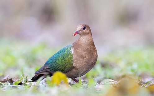 natura, uccello, colomba di smeraldo, Sfondo HD HD wallpaper