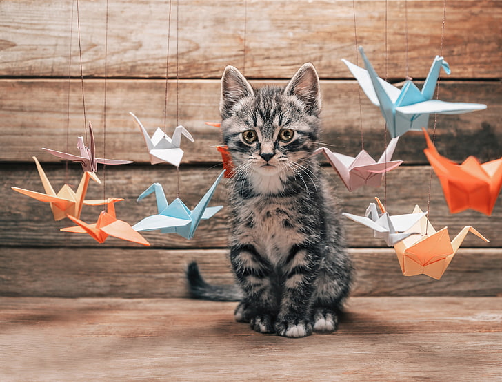 cat, mustache, interest, surprise, paws, blur, tail, choice, colorful, different, origami, Tomcat, paper, crane, bokeh, cranes, wallpaper., flying, HD wallpaper