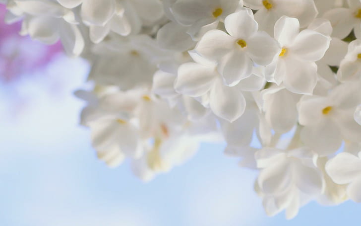 Бяла чистота, бели цветя, чистота, природа, красива, бяла, цветя, 3d и абстрактно, HD тапет