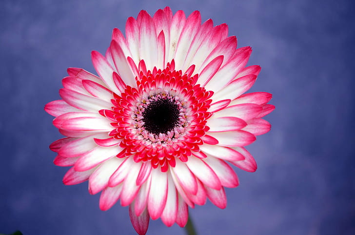 macro shot of pink and white flower, contrast, colors, macro shot, pink, white flower, Gerbera, Plant, Nature, NGC, NPC, gerbera Daisy, petal, daisy, flower, flower Head, pink Color, close-up, summer, HD wallpaper