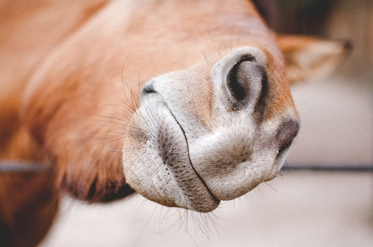 animal, horse, nose, whiskers, zoo, HD wallpaper