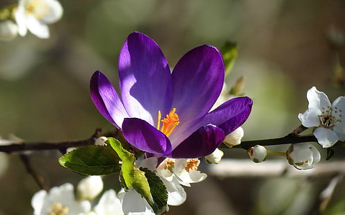 flor de pétalos de color púrpura, flores, púrpura, macro, plantas, naturaleza, violetas, flores de color púrpura, flores blancas, luz solar, Fondo de pantalla HD HD wallpaper