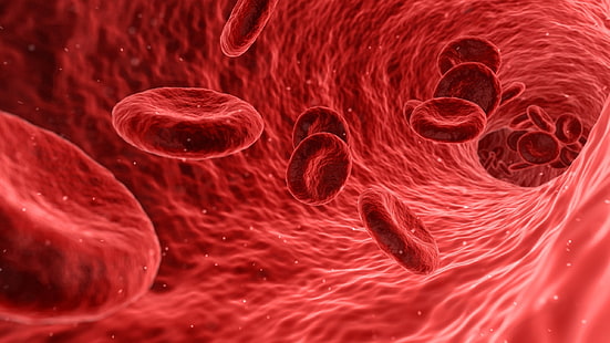 blood cells, Others, HD wallpaper HD wallpaper