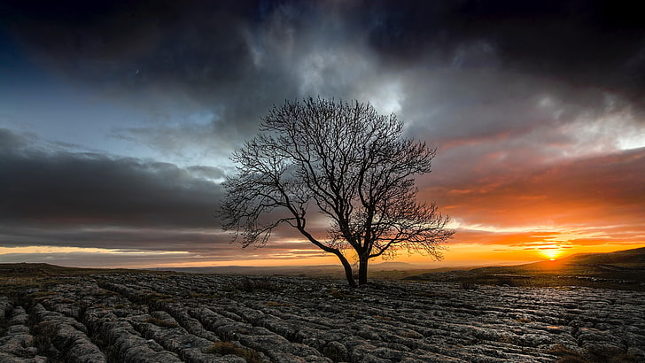 drought, sunset, field, lone tree, loneliness, lonely tree, dry, cloudy, HD wallpaper
