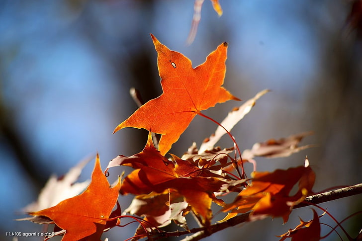 Depth Of Field, leaves, Maple Leaves, nature, HD wallpaper