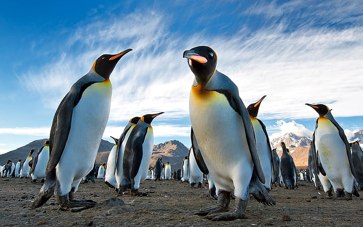 black-white-and-yellow penguins, penguins, royal, colony, antarctica, south georgia, earth, mountains, sky, HD wallpaper