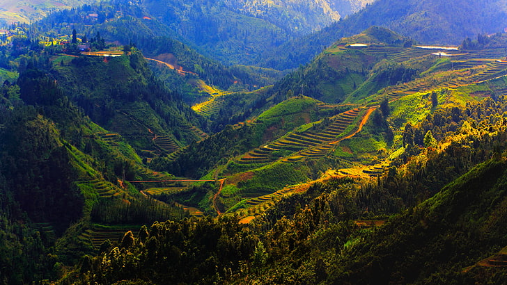 mountains, field, Vietnam, forest, plantation, Sapa, HD wallpaper