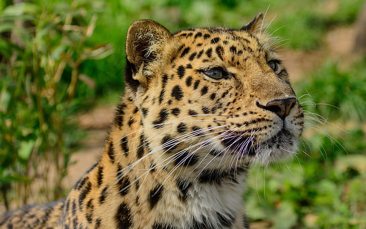 Amur leopard close-up, kucing liar, predator, Amur, Leopard, Wild, Cat, Predator, Wallpaper HD