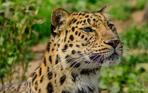 Primo piano del leopardo dell'Amur, gatto selvatico, predatore, Amur, leopardo, selvaggio, gatto, predatore, Sfondo HD HD wallpaper