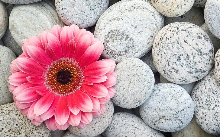 pink Gerbera daisy, Flowers, Flower, Gerbera, HD wallpaper
