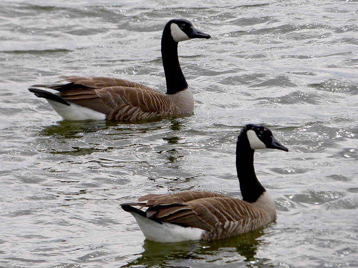 two brown-and-black geese, canadian geese, canadian geese, Canadian Geese, Wetlands, brown, black, spring, Washington, high tide, canada Goose, goose, bird, animal, nature, wildlife, water Bird, water, lake, animals In The Wild, HD wallpaper