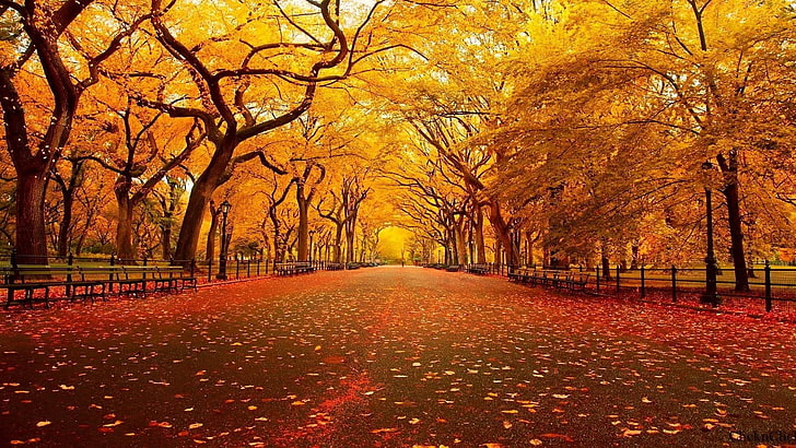 木、公園、葉、秋、歩道、 HDデスクトップの壁紙