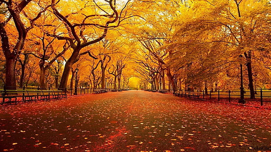 деревья, парк, листья, осень, дорожка, HD обои HD wallpaper