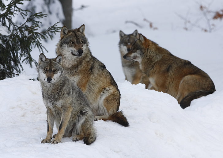 four brown wolves, pack, wolves, winter, snow, forest, HD wallpaper