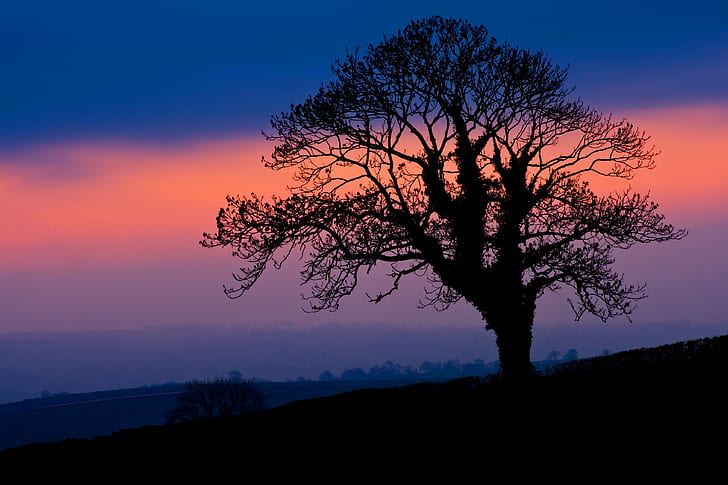 silhouette of tree during nighttime, Winter's, silhouette, tree, nighttime, England, UK, Newby, Angleterre, sunset, dusk, night, nuit, orange, blue, countryside, hills, Yorkshire Dales, mist, clouds, branches, Valley, Clapham, nature, landscape, outdoors, HD wallpaper