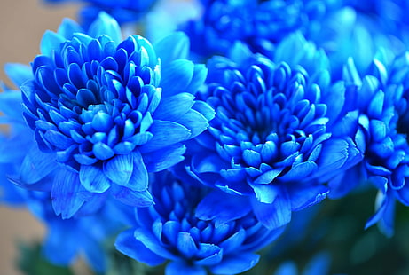 selective focus photography of blue petaled flowers, The unnatural, color, real, selective focus, photography, blue, Flower, Fleur, Plant, Plante, nature, close-up, HD wallpaper HD wallpaper