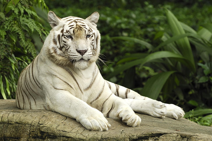 albino tiger, tiger, albino, big cat, predator, lying, HD wallpaper