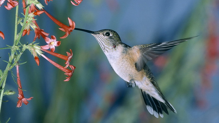 gray and black humming bird, hummingbirds, bird swing, flowers, HD wallpaper
