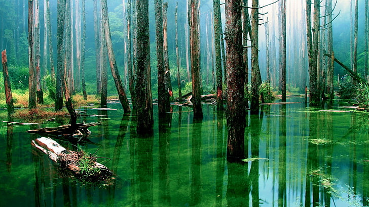 гора, отражение, блато, зелено, природа, влажна зона, залив, дърво, вода, HD тапет