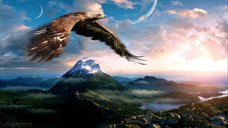 águila calva volando HD fondos de pantalla descarga gratuita |  Wallpaperbetter