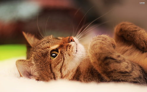 коричневый полосатый кот, кошка, кошка, животные, домашнее животное, HD обои HD wallpaper