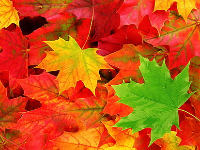 Autumn Leaves 1, Nature, Autumn, Wallpaper HD HD wallpaper