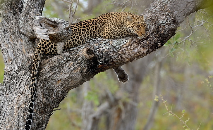 Leopard Relaxation, Animals, Wild, HD wallpaper