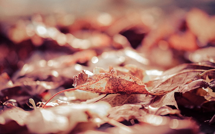 daun kering, daun, kering, musim gugur, Wallpaper HD