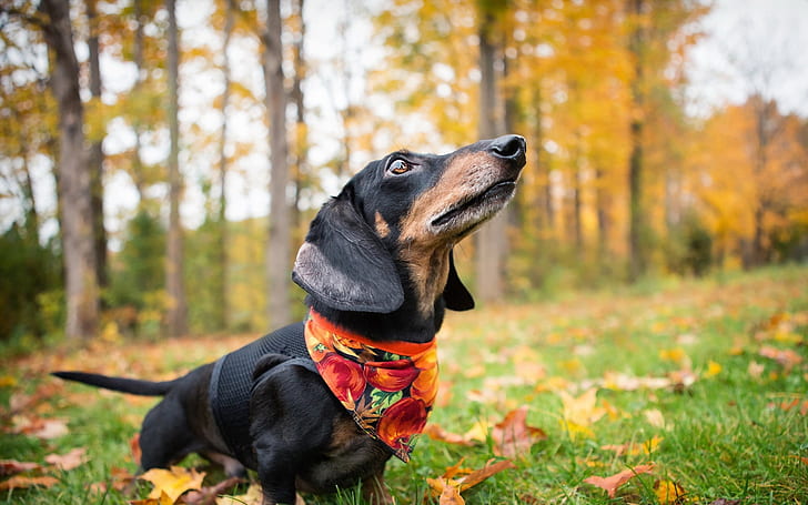 dachshund, anjing, selendang, rumput, daun, musim gugur, Wallpaper HD