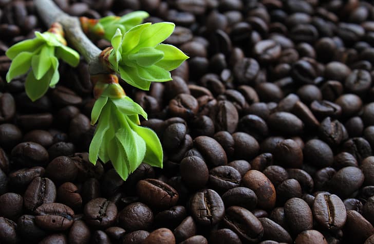 зелень, листья, светлый, фон, кофе, ветка, бутоны на ветках, кофейное зерно, кофе жареный, HD обои