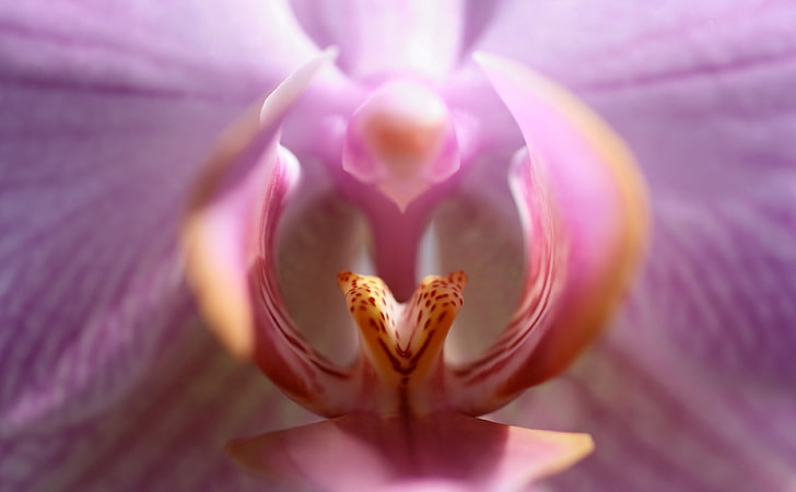 Lips Of The Orchid, pink moth orchid flower, Aero, Macro, Flowers, Orchid, close-up, HD wallpaper