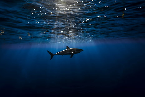 Tubarão incrível, grande tubarão branco, tubarão, mar, natureza, hd, animais incríveis, HD papel de parede HD wallpaper