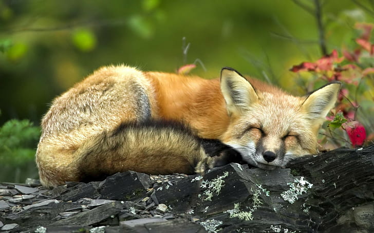 Fuchs, schlafend, HD-Hintergrundbild