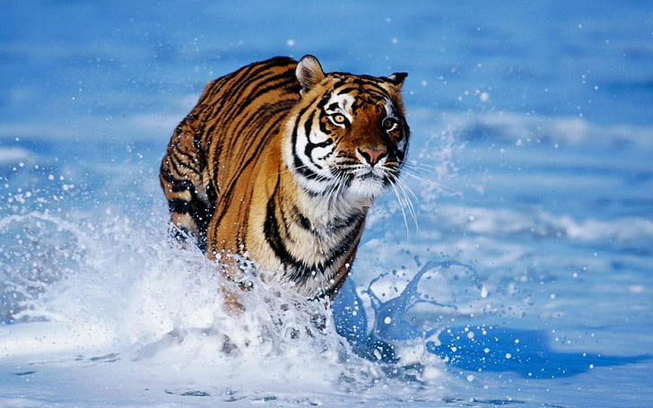 тигр, вода, бег, большие кошки, животные, HD обои