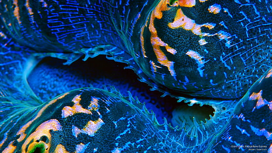 자이언트 조개, 파푸아 뉴기니, 해양 생물, HD 배경 화면 HD wallpaper