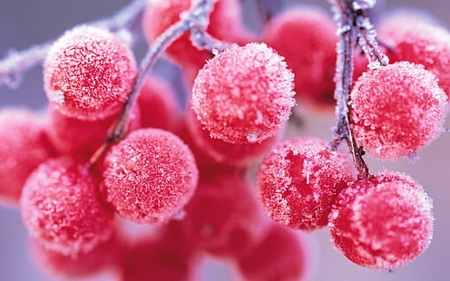 плоды вишни, макро, еда, фрукты, глубина резкости, мороз, розовый, красный, HD обои HD wallpaper