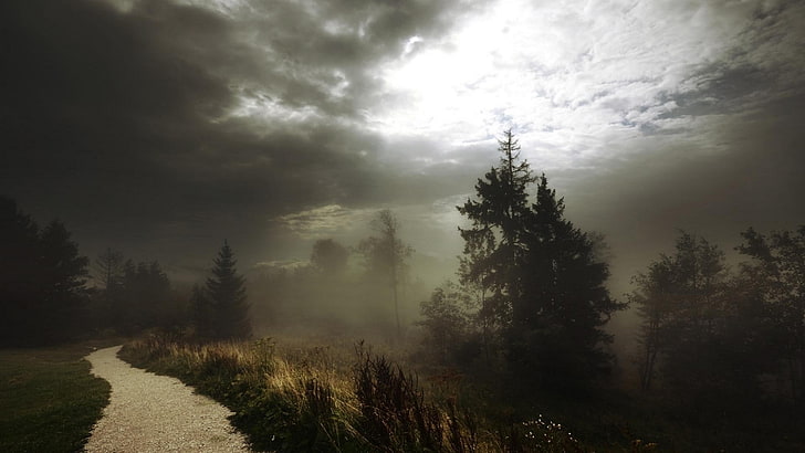 silhouette de la couverture de l'arbre par le brouillard sous le ciel nuageux pendant la journée, nature, paysage, chemin, forêt, brume, arbustes, nuages, sombre, lumière du jour, arbres, route, ciel, Fond d'écran HD