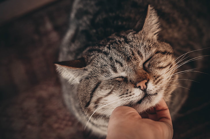 white and black tabby cat, hands, closed eyes, cat, animals, HD wallpaper