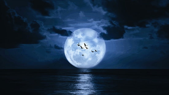 bulan purnama, supermoon, sinar bulan, langit, langit malam, malam, laut, bulan, burung, kegelapan, tenang, air, burung, acara selestial, Wallpaper HD HD wallpaper