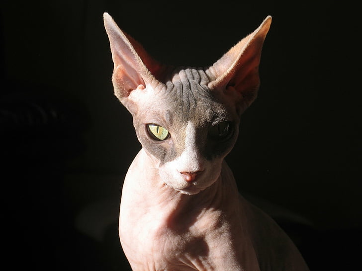 Zwierzę, Sphynx Cat, Tapety HD