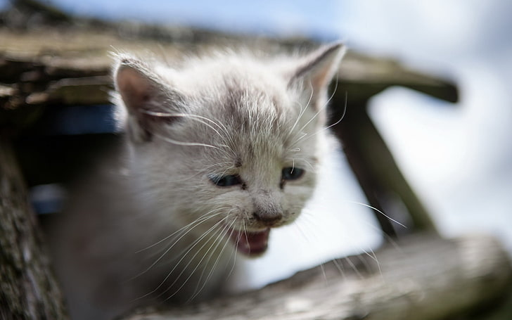 anak kucing putih, anak kucing, menangis, kesedihan, Wallpaper HD