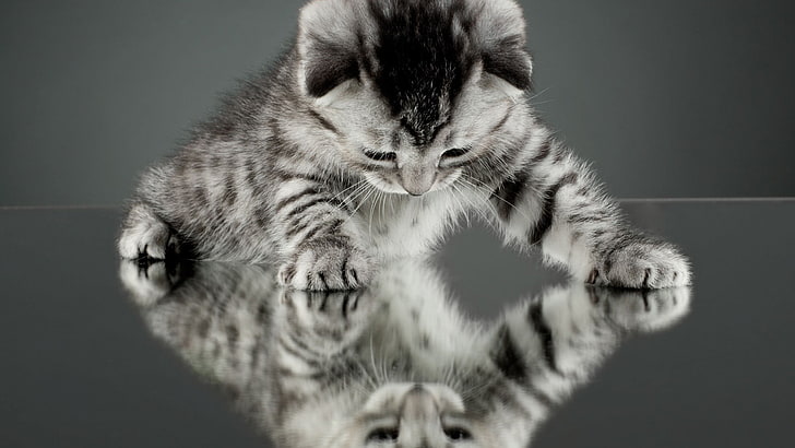 kucing, anak kucing, hewan, alam, bayi hewan, cermin, refleksi, Wallpaper HD
