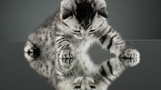 kucing, anak kucing, hewan, alam, bayi hewan, cermin, refleksi, Wallpaper HD HD wallpaper